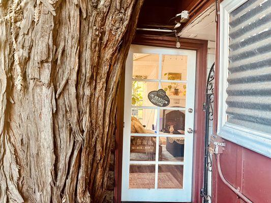 The front door of Adorn Apothecary through the old growth redwoods.