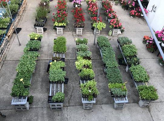 Some of our greenhouse vegetable plants.