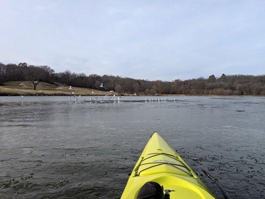 Hobie Revolution 16 on Lake Jacomo