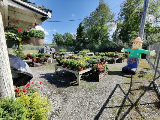 Plants and flowers for sale