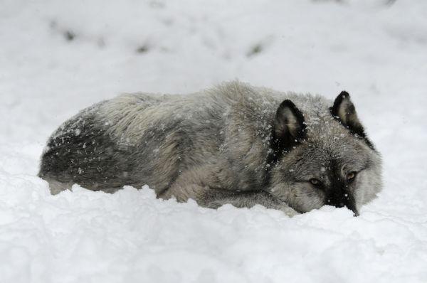 Gray wolf Shadow's dark coat is striking against the white snow.