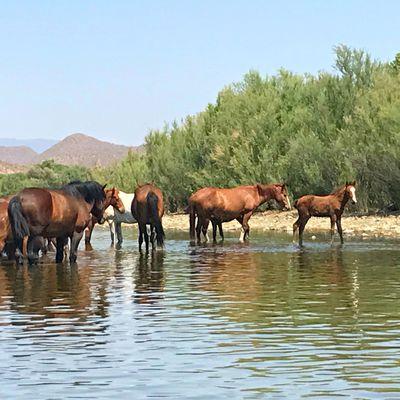 Wild horses spotted on the Salt River