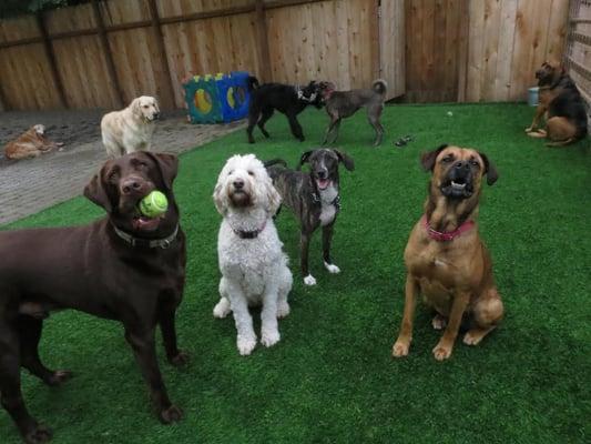 Playtime at Doggie Daycare