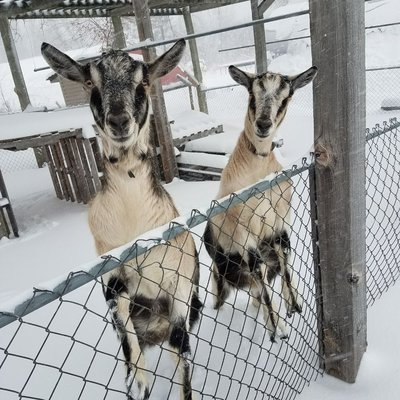 Come say hello to Buffalo and BoJangles