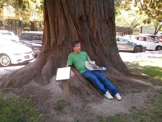 Me sitting under redwood tree at town square in Healdsburg.  The museum is just a block further away, along the street that you see here.