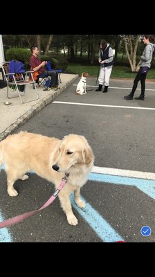 Obedience class