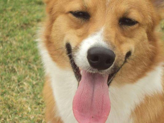 'JJ', our red Pembroke Welsh Corgi stud.  This photo says it all.