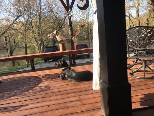 My boy, Ollie, enjoying the sights and smells from the deck.