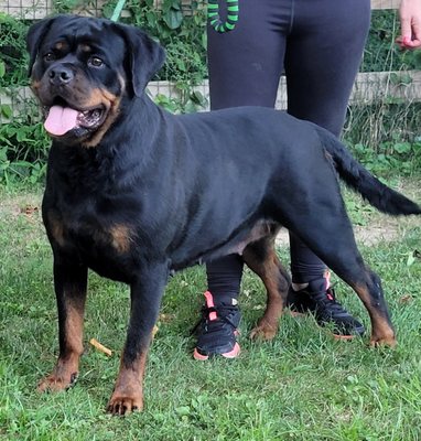 Vincente Haus Rottweilers