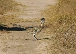 I'm very glad to report that the roadrunner family is making a go of it after one of the parent's demise...