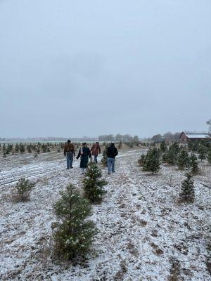 4 C Choose & Cut Christmas Tree Farm