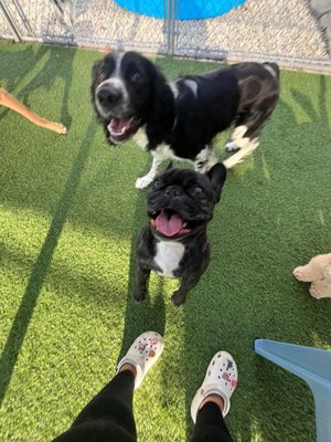 He's either showing out or begging - but regardless he's having a great time at Camp K-9!