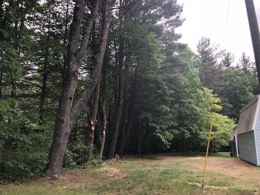 Two large trees removed and clean up of pines in that same area.