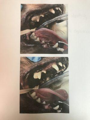 Before and after pictures of one of our dental cleanings!