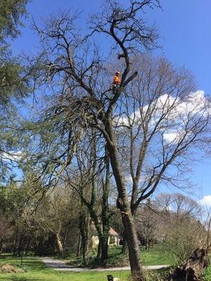 Climbing a tree that's being removed.