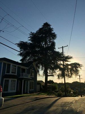 Before trimming this pine tree away from the house in Whittier.