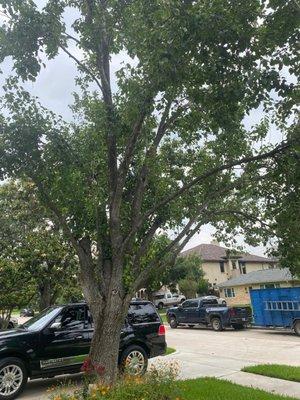 Bradford pear before clean up and trimming