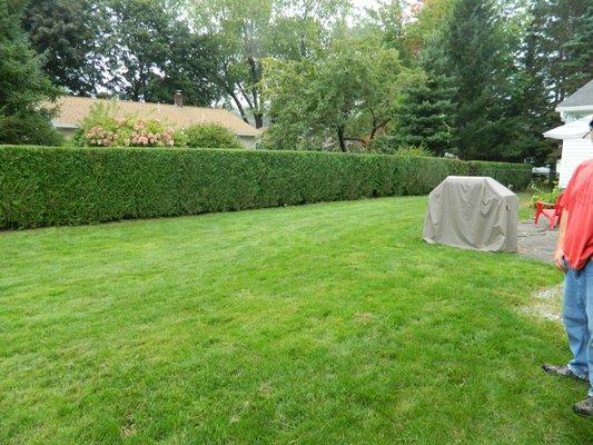 Trimming hedges