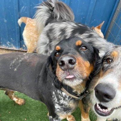 Oakley with a new friend at The Dog Ranch.