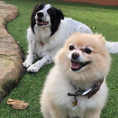 Bruno & Misty hanging by the pool :)