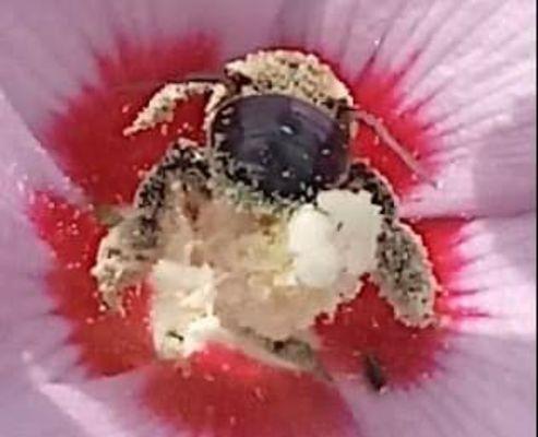 Bee enjoying the pollen