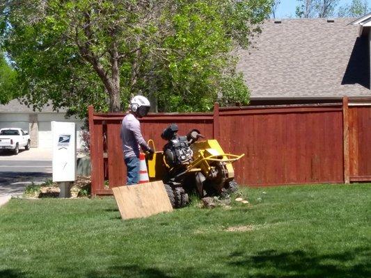 Stump Removal Process