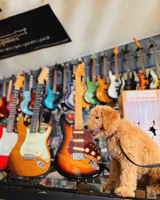 Cool guitars featuring my goldendoodle!