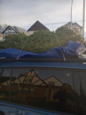 I got my tree!