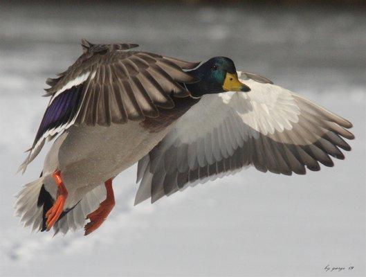 Another new resident on final approach to the Eastern Shore