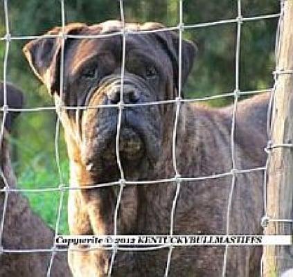 Kentucky Bullmastiffs