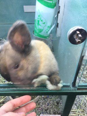 Cute lop mix greeting me