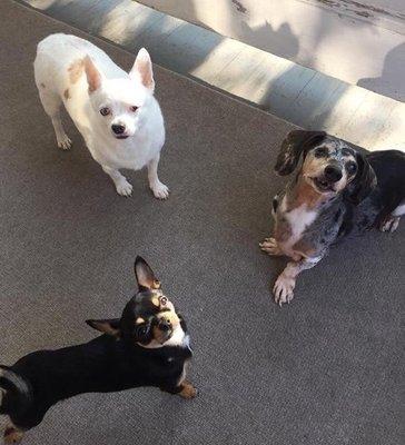 Louie (bottom), Rico (top left) and Jack (top right).