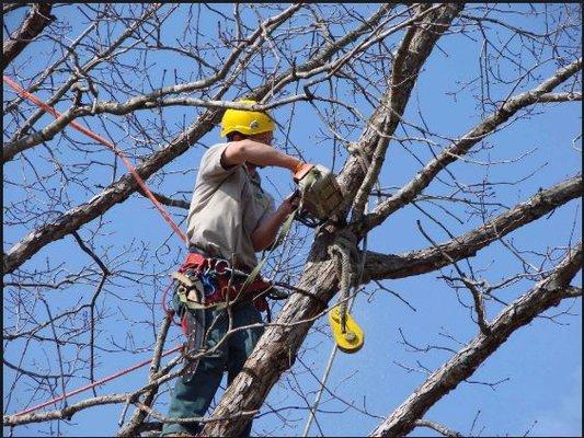 Johnson Tree Service Fort Wayne