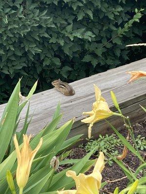 Ground squirrel