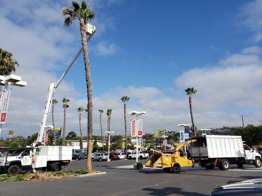 San Diego Tree Care