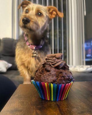 Chewie celebrating his 3rd birthday with a yummy cupcake!