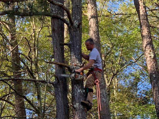 Huckabee Tree Service of Covington