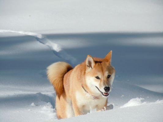 Puku in the snow.