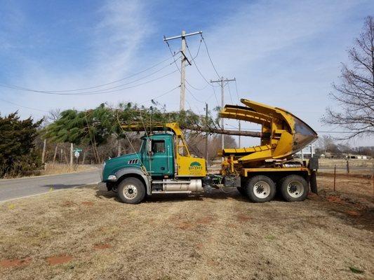 Big Tree Transplanting