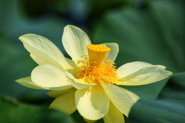 Lovely lotus pond in bloom