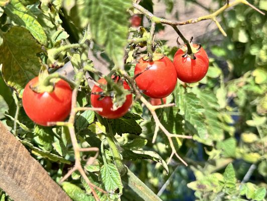 Cherry tomatoes