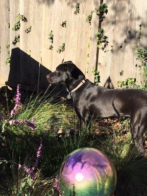 Golden Gate Labrador Retriever Rescue