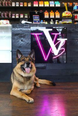 Ares, the store mascot loves Valley Vape Smoke Shop!