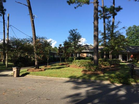 Lawn cleanup and pine straw install!