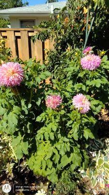 Dahlia to top of fence