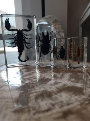 Bug Paper weights