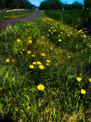 Buttercups