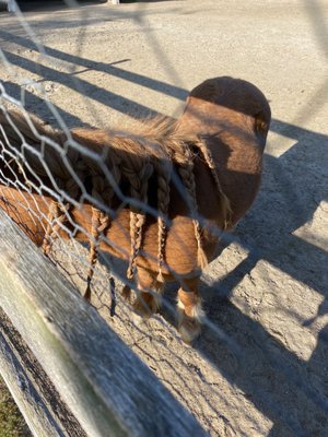 Mini horse with braided mane