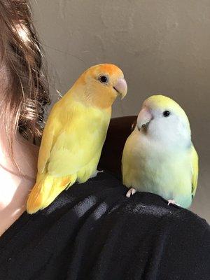 Two of my lovebirds cuddling