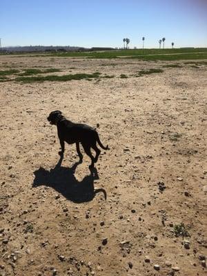 Running Dogs at Nates Point Gated Dog Park
 Off leash Dog Walking for Active and Healthy Dogs